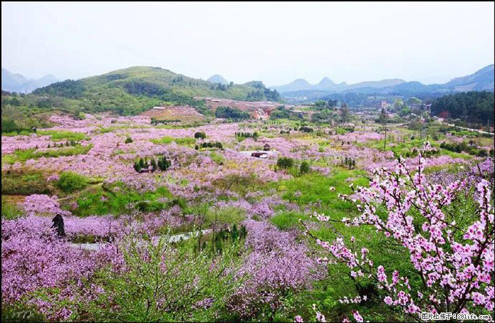 【春天,广西桂林灌阳县向您发出邀请!】官庄村有个醉美的桃花园 - 游山玩水 - 阿拉善盟生活社区 - 阿拉善盟28生活网 alsm.28life.com