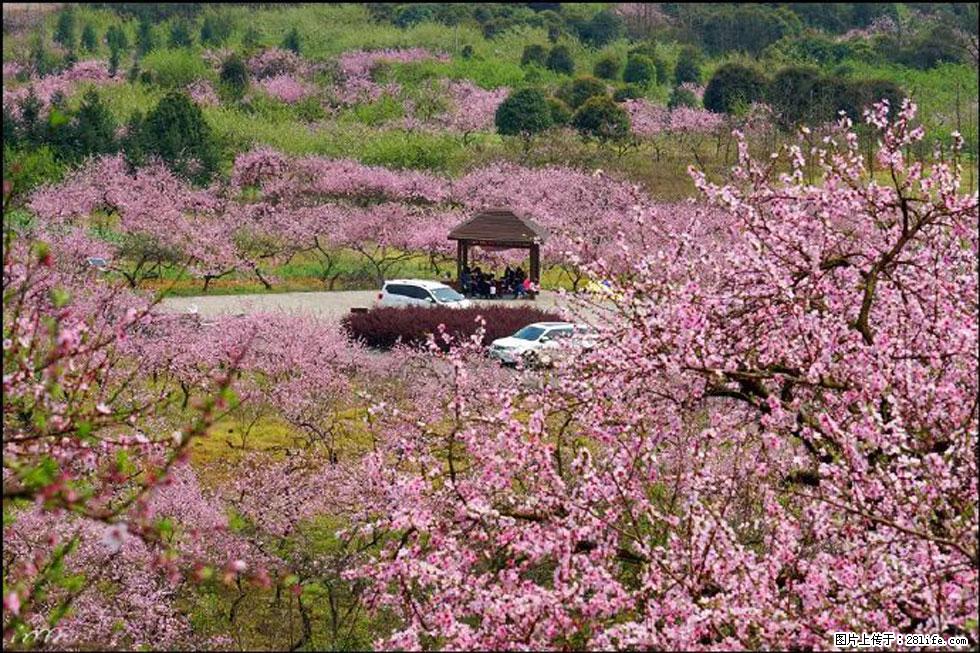 【春天,广西桂林灌阳县向您发出邀请!】官庄村有个醉美的桃花园 - 游山玩水 - 阿拉善盟生活社区 - 阿拉善盟28生活网 alsm.28life.com