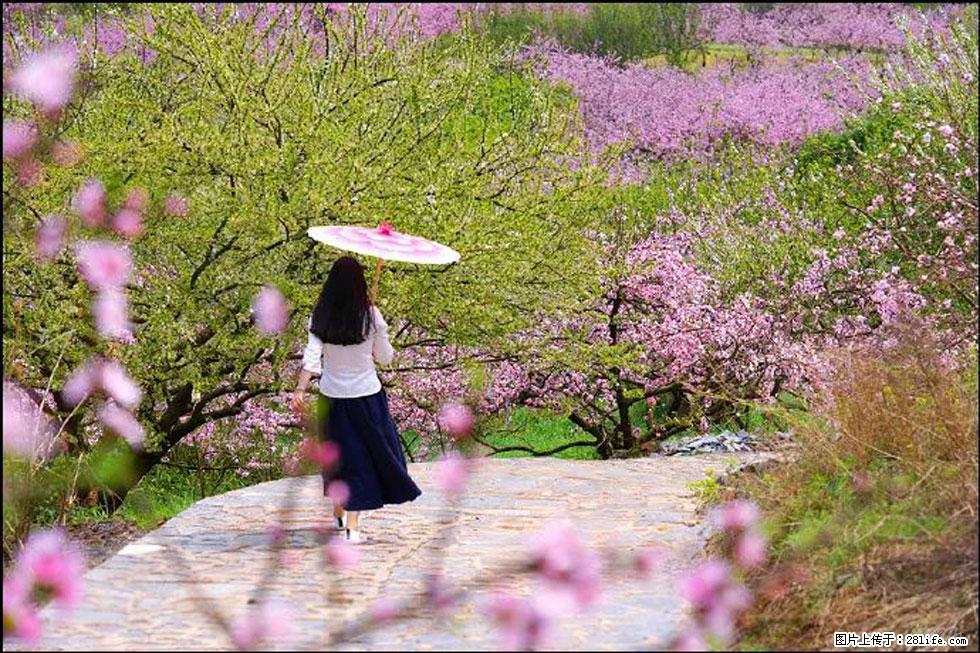 【春天,广西桂林灌阳县向您发出邀请!】官庄村有个醉美的桃花园 - 游山玩水 - 阿拉善盟生活社区 - 阿拉善盟28生活网 alsm.28life.com