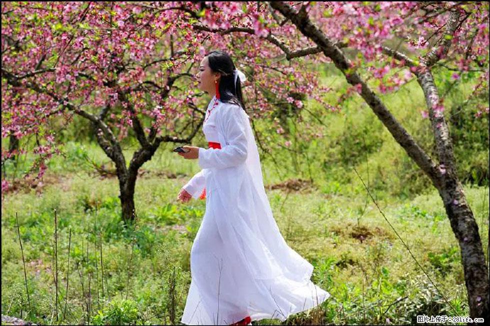 【春天,广西桂林灌阳县向您发出邀请!】官庄村有个醉美的桃花园 - 游山玩水 - 阿拉善盟生活社区 - 阿拉善盟28生活网 alsm.28life.com