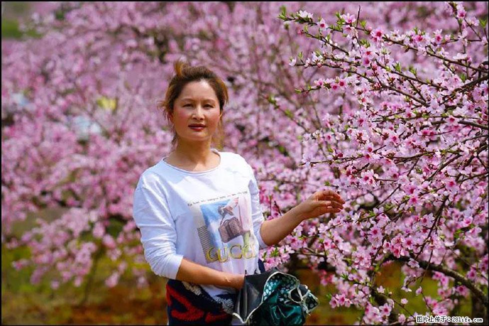 【春天,广西桂林灌阳县向您发出邀请!】官庄村有个醉美的桃花园 - 游山玩水 - 阿拉善盟生活社区 - 阿拉善盟28生活网 alsm.28life.com