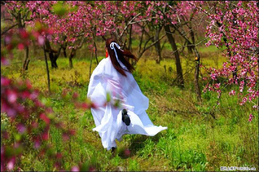 【春天,广西桂林灌阳县向您发出邀请!】官庄村有个醉美的桃花园 - 游山玩水 - 阿拉善盟生活社区 - 阿拉善盟28生活网 alsm.28life.com