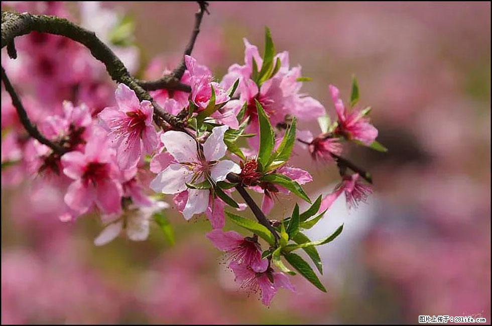 【春天,广西桂林灌阳县向您发出邀请!】官庄村有个醉美的桃花园 - 游山玩水 - 阿拉善盟生活社区 - 阿拉善盟28生活网 alsm.28life.com