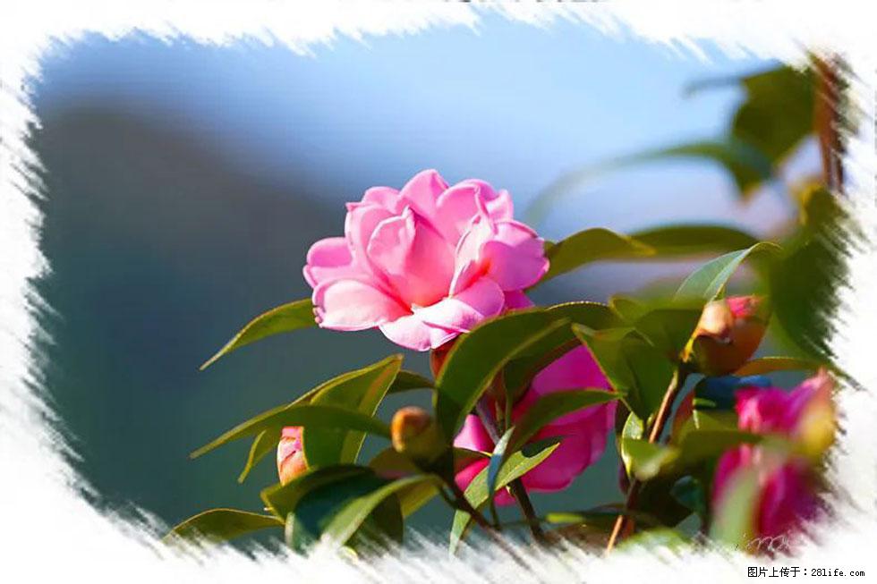 【春天,广西桂林灌阳县向您发出邀请!】杨柳井茶花惹人爱 - 游山玩水 - 阿拉善盟生活社区 - 阿拉善盟28生活网 alsm.28life.com