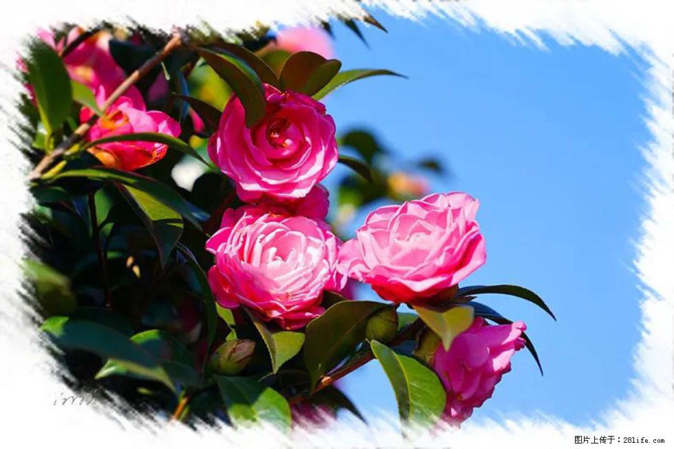 【春天,广西桂林灌阳县向您发出邀请!】杨柳井茶花惹人爱 - 游山玩水 - 阿拉善盟生活社区 - 阿拉善盟28生活网 alsm.28life.com