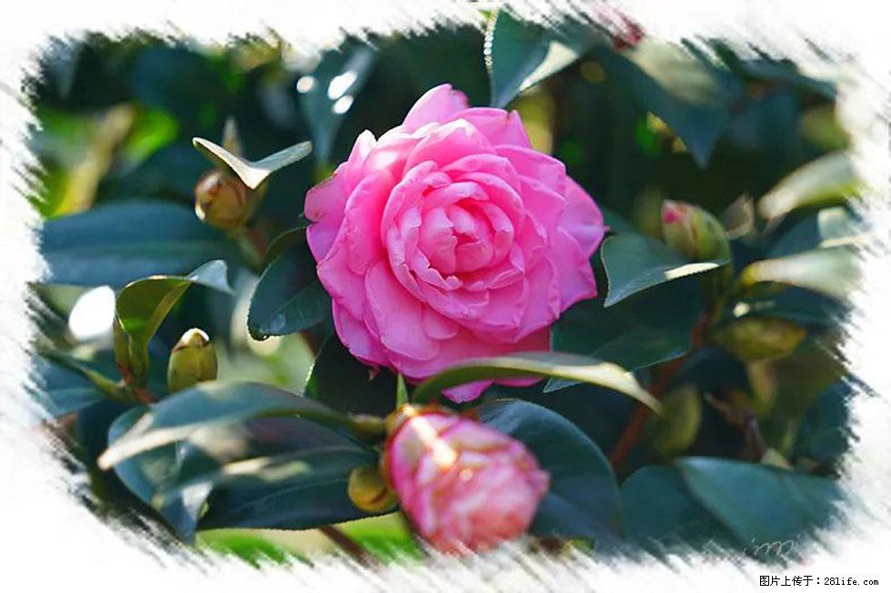 【春天,广西桂林灌阳县向您发出邀请!】杨柳井茶花惹人爱 - 游山玩水 - 阿拉善盟生活社区 - 阿拉善盟28生活网 alsm.28life.com