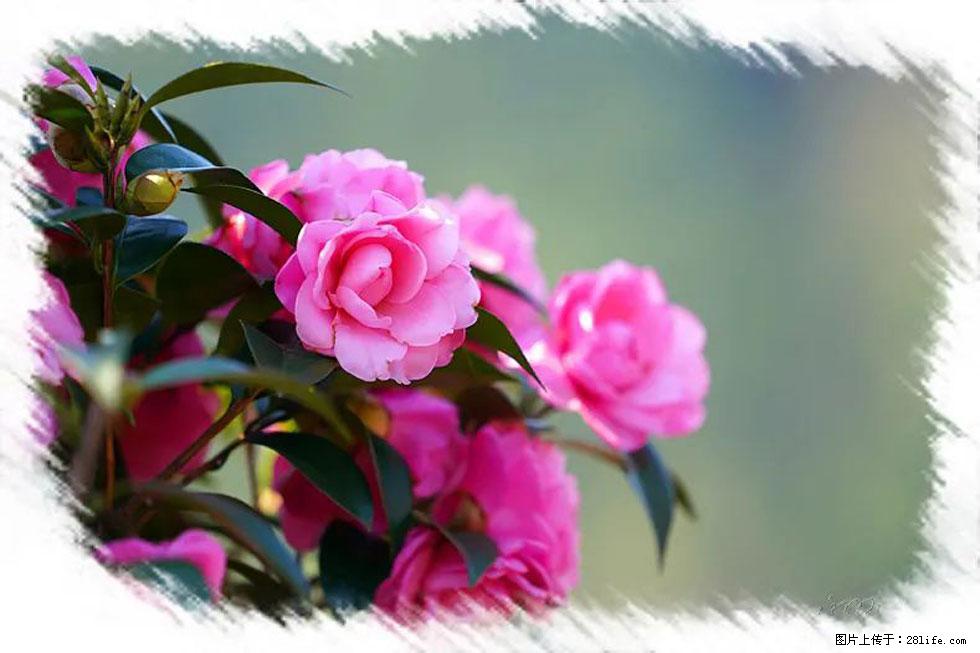 【春天,广西桂林灌阳县向您发出邀请!】杨柳井茶花惹人爱 - 游山玩水 - 阿拉善盟生活社区 - 阿拉善盟28生活网 alsm.28life.com