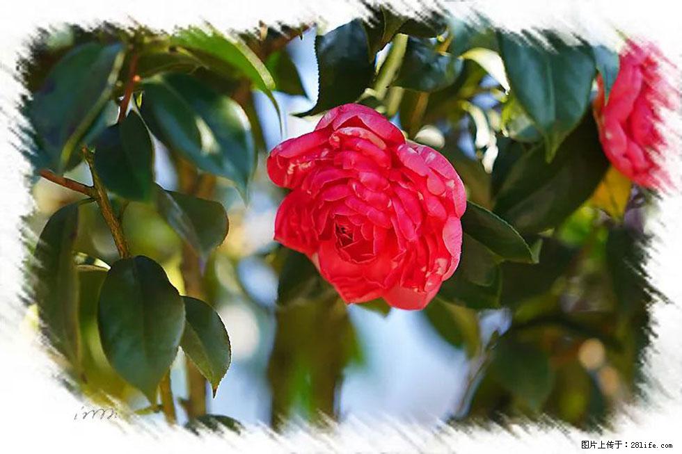 【春天,广西桂林灌阳县向您发出邀请!】杨柳井茶花惹人爱 - 游山玩水 - 阿拉善盟生活社区 - 阿拉善盟28生活网 alsm.28life.com