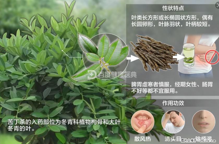 苦丁茶有哪些功效和作用 - 生活百科 - 阿拉善盟生活社区 - 阿拉善盟28生活网 alsm.28life.com