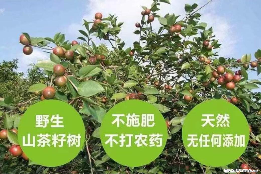 【灌阳县油茶产业示范区】一个有着充实的精神生活的人，对待身外之物自会有一种淡泊的态度 - 土特产 - 饮食特产 - 阿拉善盟分类信息 - 阿拉善盟28生活网 alsm.28life.com