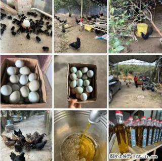 油茶园从小鸡仔开始养起的纯土鸡、土鸡蛋可以预定啦！还有前几天刚榨的纯山茶油哦 - 阿拉善盟28生活网 alsm.28life.com