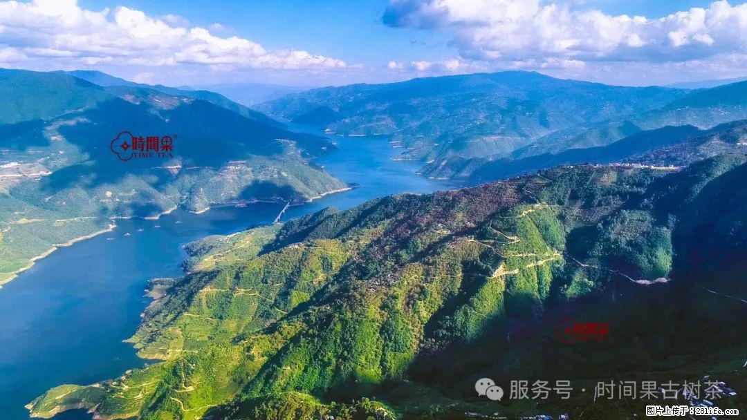 时间果百年古树龙珠普洱生茶 - 购物交流 - 阿拉善盟生活社区 - 阿拉善盟28生活网 alsm.28life.com