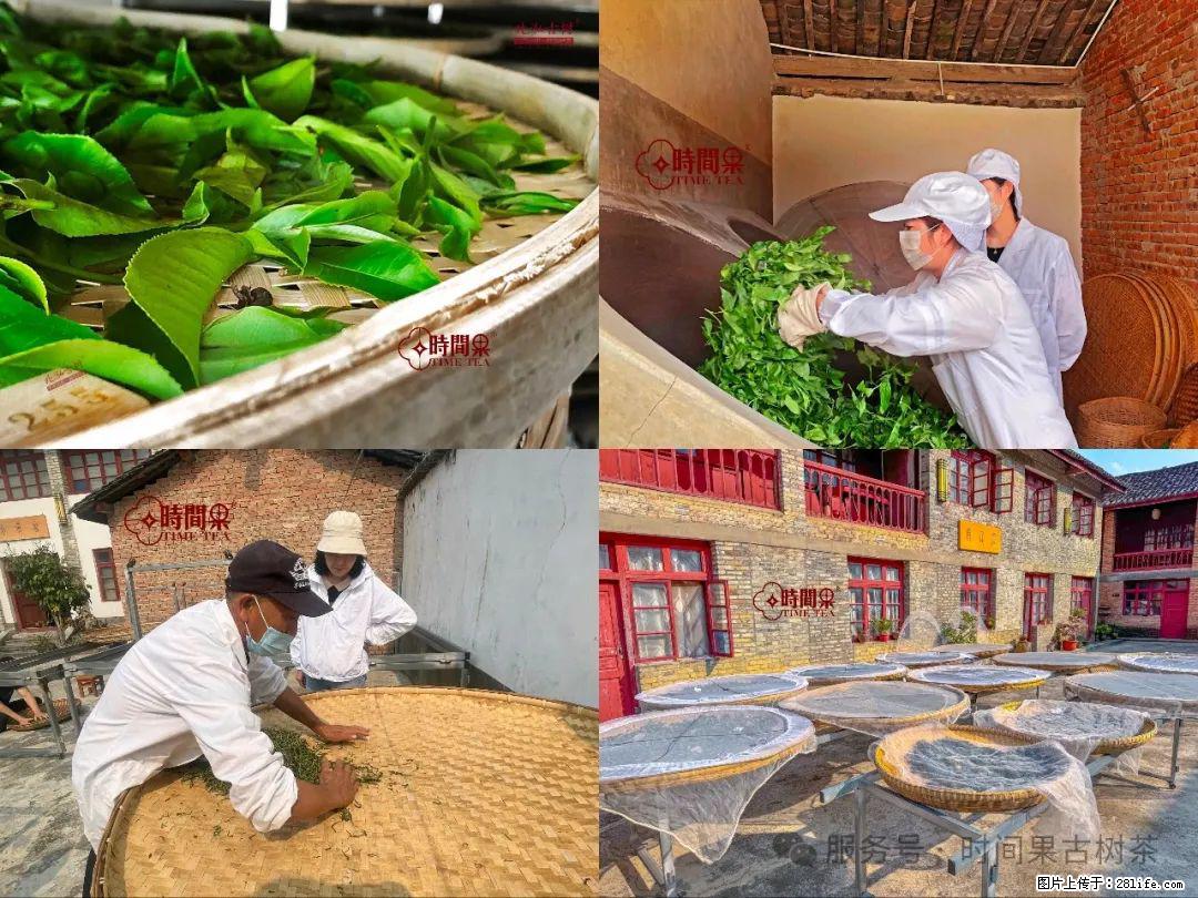 时间果百年古树龙珠普洱生茶 - 购物交流 - 阿拉善盟生活社区 - 阿拉善盟28生活网 alsm.28life.com