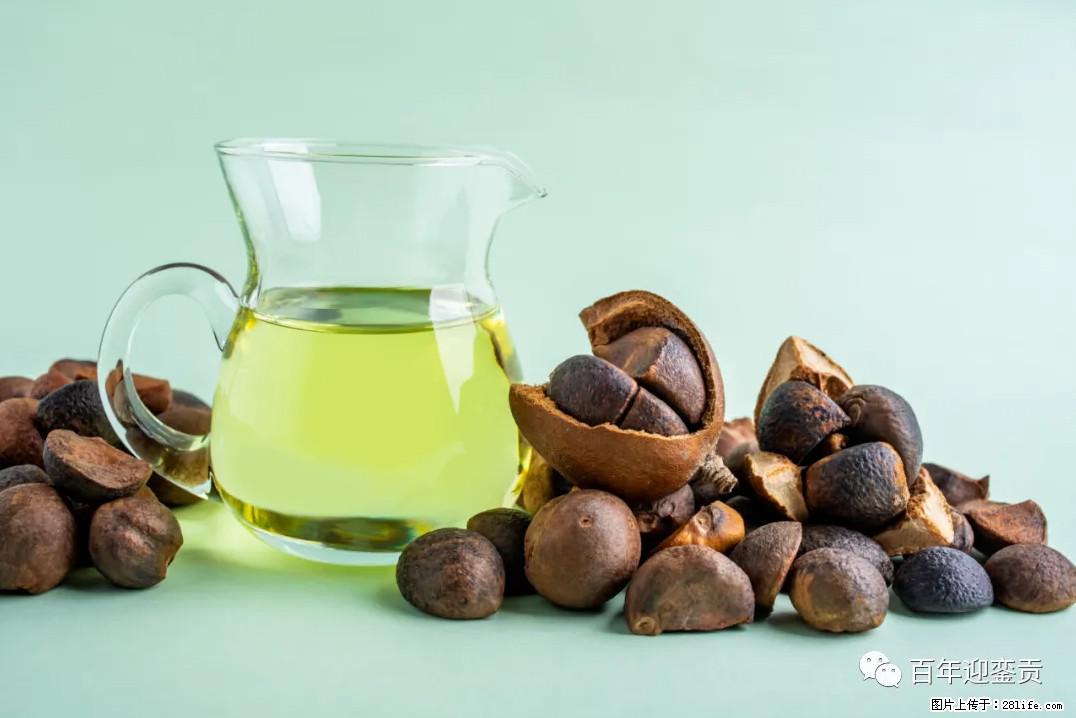 世界没有真相，只有认知，最好的食用油是中国的山茶油！ - 阿拉善盟生活资讯 - 阿拉善盟28生活网 alsm.28life.com