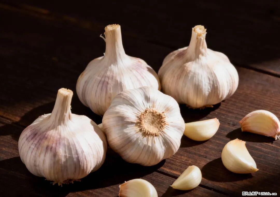 关于大蒜，除了“天然抗生素”，这4个谣言更该警惕! - 阿拉善盟生活资讯 - 阿拉善盟28生活网 alsm.28life.com