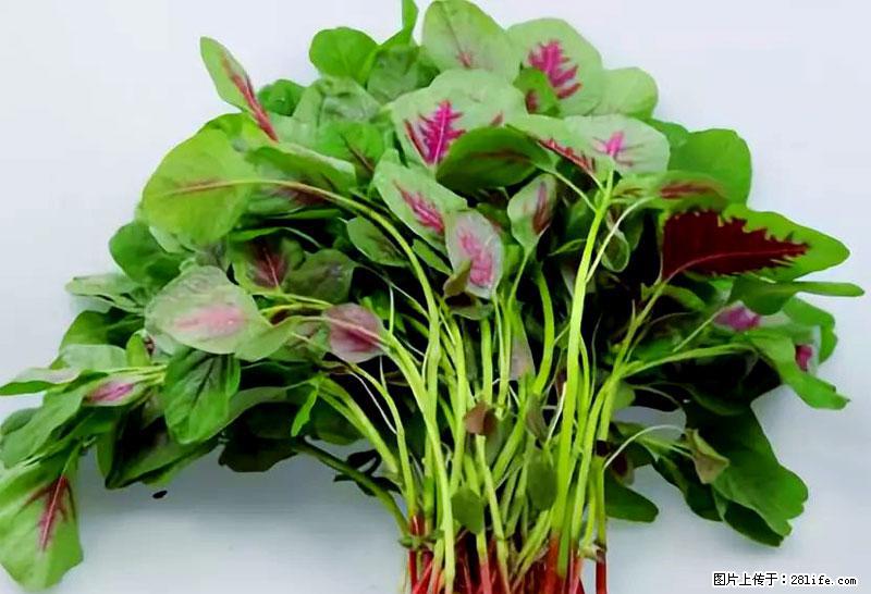 这些蔬菜是“天然钙片”，这6种被医生重点推荐 - 阿拉善盟生活资讯 - 阿拉善盟28生活网 alsm.28life.com