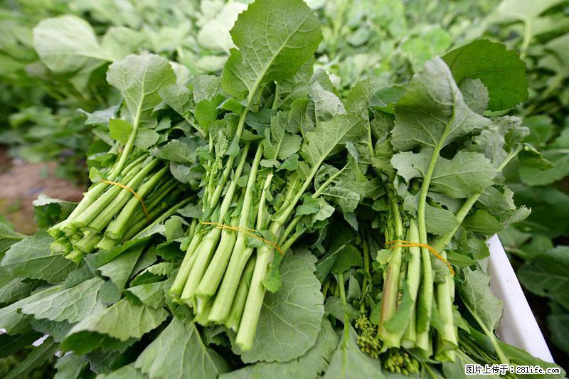 这些蔬菜是“天然钙片”，这6种被医生重点推荐 - 阿拉善盟生活资讯 - 阿拉善盟28生活网 alsm.28life.com